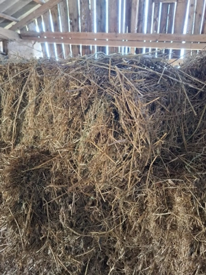 Baloti mici lucerna  - imagine 3