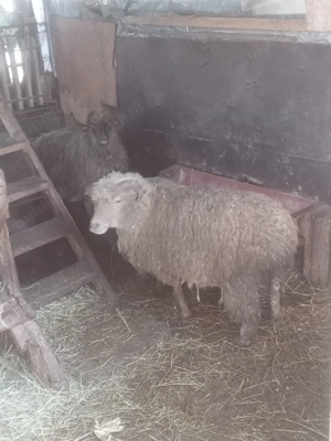 Vând oi bine întreținute, tinere, cu miei lângă ele.