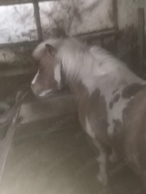 Vând poneică frumoasă, sociabilă cu toate viețuitoarele.