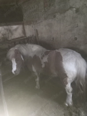 Vând poneică frumoasă, sociabilă cu toate viețuitoarele. - imagine 2