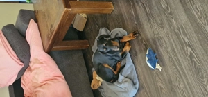 Pui doberman femela 3 luni