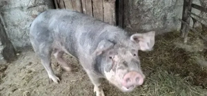 Vînd Porc de carne nu are grăsime 20 lei kg 