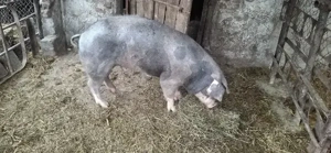 Vînd Porc de carne nu are grăsime 20 lei kg  - imagine 2