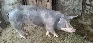 Vînd Porc de carne nu are grăsime 20 lei kg  - imagine 5