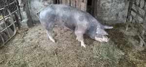 Vînd Porc de carne nu are grăsime 20 lei kg  - imagine 3