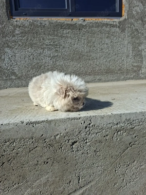 Mascul Shih Tzu  - imagine 3