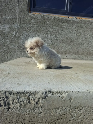 Mascul Shih Tzu  - imagine 2