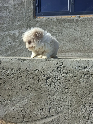 Mascul Shih Tzu  - imagine 4