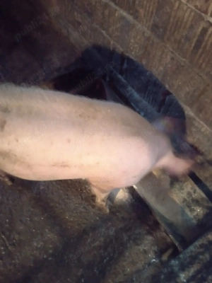 vand porc  - imagine 2