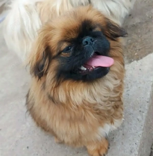 Fetita imperială, cu toate vaccinele făcute si carnet de sanatate