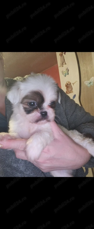 Fetita shihtzu miny toy