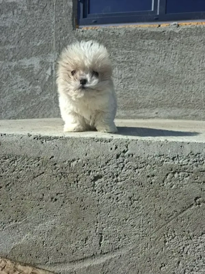 Mascul Shih Tzu  - imagine 5