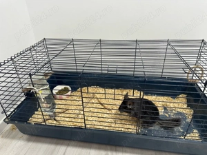 Vand Chinchilla + cusca echipata