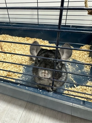 Vand Chinchilla + cusca echipata - imagine 5