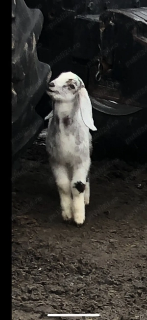 tap anglonubian de vanzare