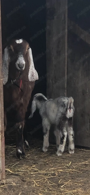 țăpișor rasa anglo nubian  - imagine 2