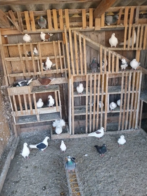 deDesființez  crescatorie