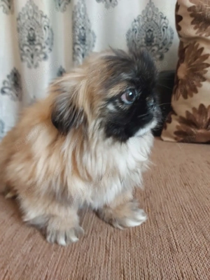 Băiat de 3 luni si jumatate cu toate vaccinele făcute si carnet de sanatate - imagine 3