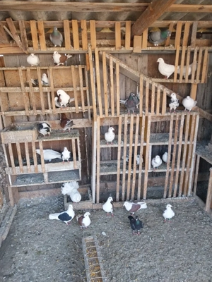 deDesființez  crescatorie - imagine 3