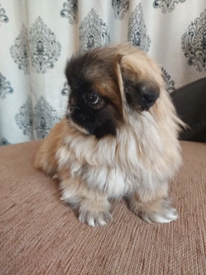 Băiat de 3 luni si jumatate cu toate vaccinele făcute si carnet de sanatate - imagine 2