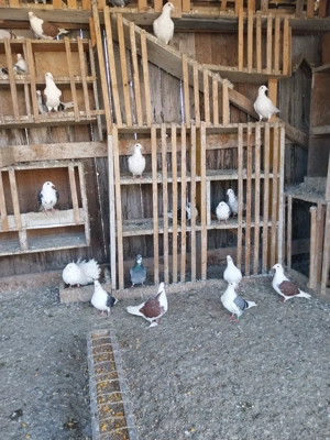 deDesființez  crescatorie - imagine 4