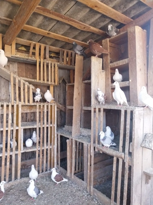 deDesființez  crescatorie - imagine 2