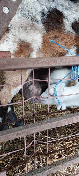 vand capră bună de lapte cu 2 iezi - imagine 3