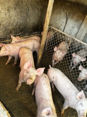 Porci de vanzare - imagine 5