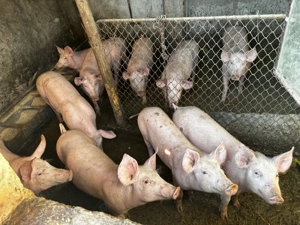 Porci de vanzare - imagine 3