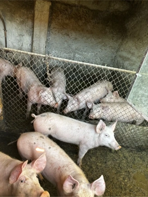 Porci de vanzare - imagine 4