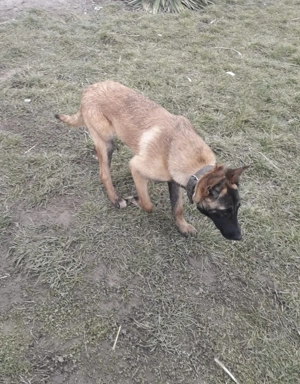 Cățelușa meliois ,își caută o nouă căsuță  - imagine 2