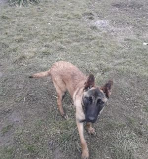 Cățelușa meliois ,își caută o nouă căsuță 