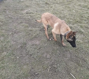 Cățelușa meliois ,își caută o nouă căsuță  - imagine 3