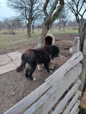 Câine de vânzare  - imagine 2