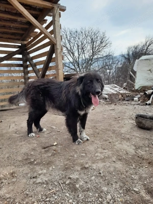 Câine de vânzare  - imagine 3