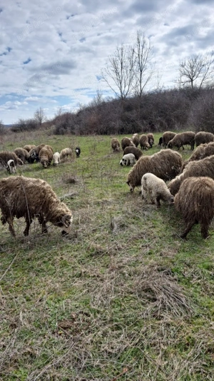 vand oi si miei - imagine 2