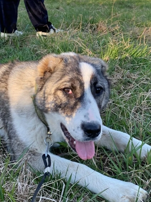 Femela de Asia Centrală  - imagine 3