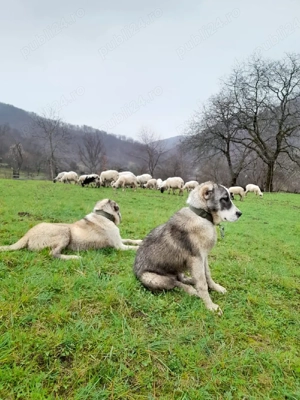 Femela de Asia Centrală 