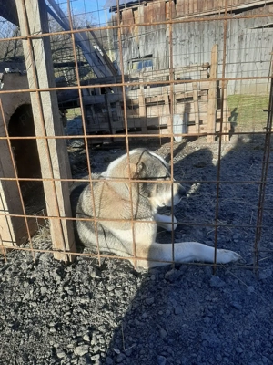 Femela de Asia Centrală  - imagine 4