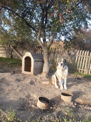 Femela de Asia Centrală  - imagine 5