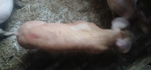 vând purcei 30. 35 kg 