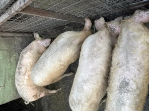 Purcei de vânzare - imagine 4