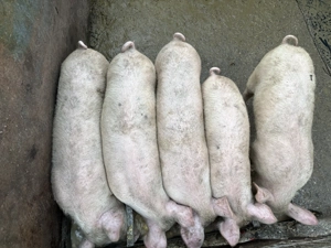 Purcei de vânzare - imagine 2