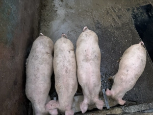 Purcei de vânzare - imagine 5