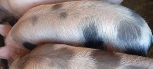 Porci pietrean. Ultimi 2 disponibili  - imagine 4