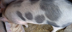 Porci pietrean. Ultimi 2 disponibili  - imagine 3