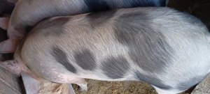 Porci pietrean. Ultimi 2 disponibili  - imagine 2