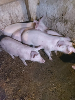Purcei de vânzare - imagine 2