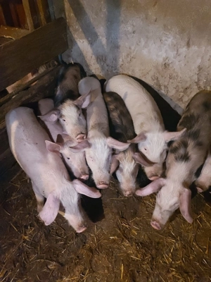 Purcei de vânzare - imagine 3