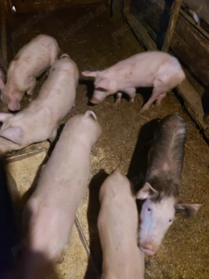 Purcei de vânzare - imagine 4